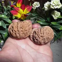 【中国涞水麻核桃协会】 19 G50462-宫灯狮子头核桃-尺寸42mm-