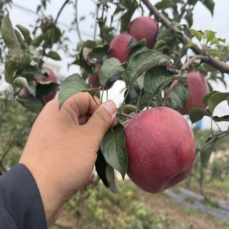 山西太行山高山红富士原生态不套袋脆甜
