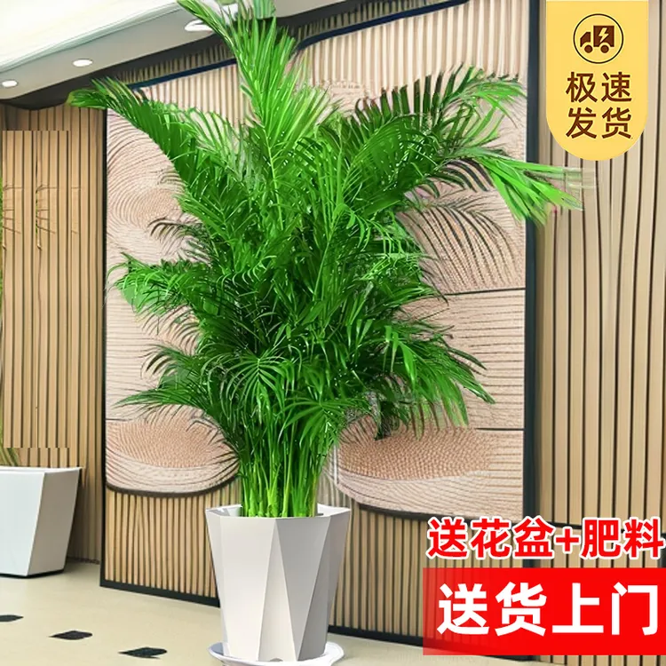 1.5-1.8米 大型富贵椰子树绿植室内大盆栽客厅植物散尾葵好养耐活