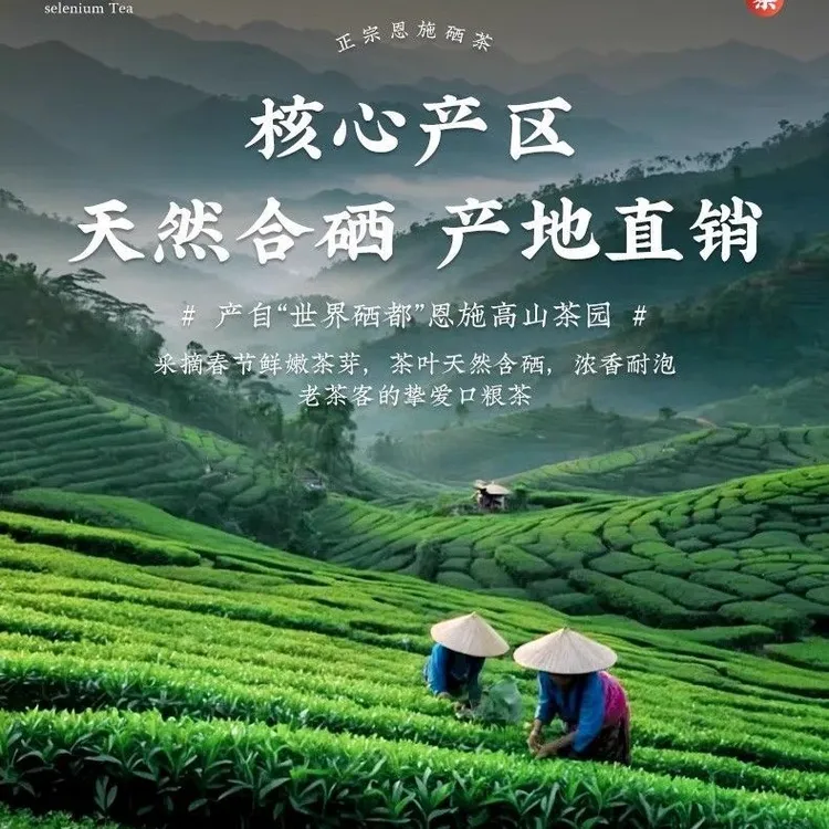 恩施利川2025新茶高山绿茶雨前春茶浓香型