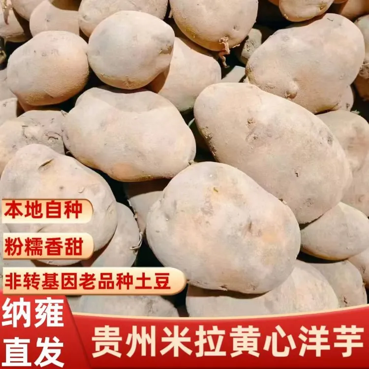 贵州纳雍威宁高山新鲜洋芋老品种米拉黄心土豆马铃薯非转基因土豆