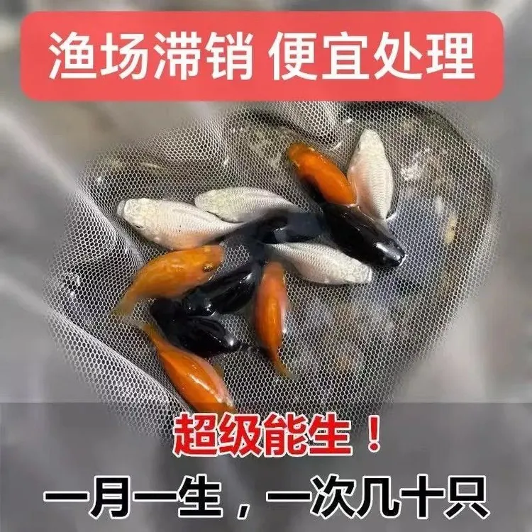 玛丽球鱼皮球奶牛胎生孔雀孔雀鱼好养热带直接小鱼繁殖包邮新手