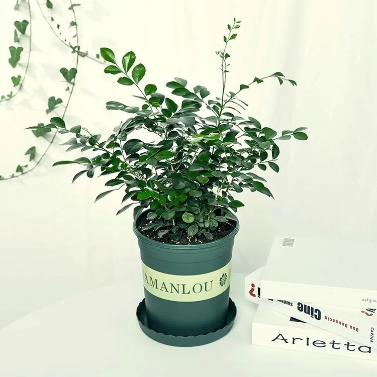 九里香四季开花香飘九里净化空气吸甲醛