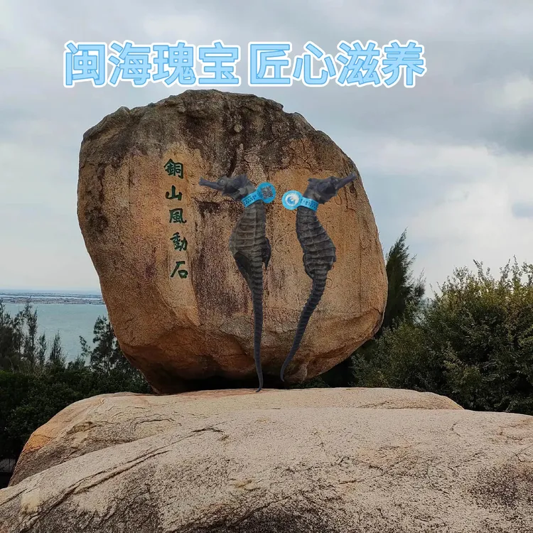 【闽海瑰宝 水野专用标识】两对公母精品海马干货/非中药材