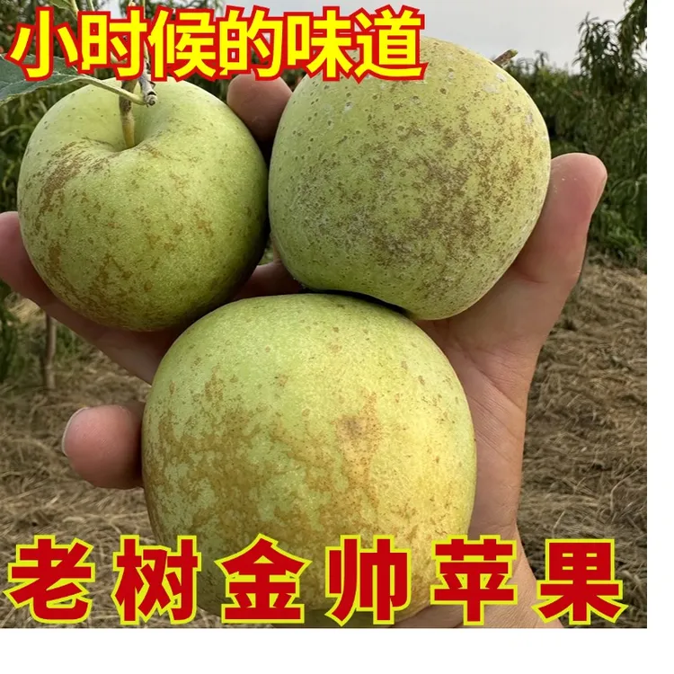  金帅苹果丰县大沙河老树锈斑金帅苹果酸甜粉 果 黄香蕉
