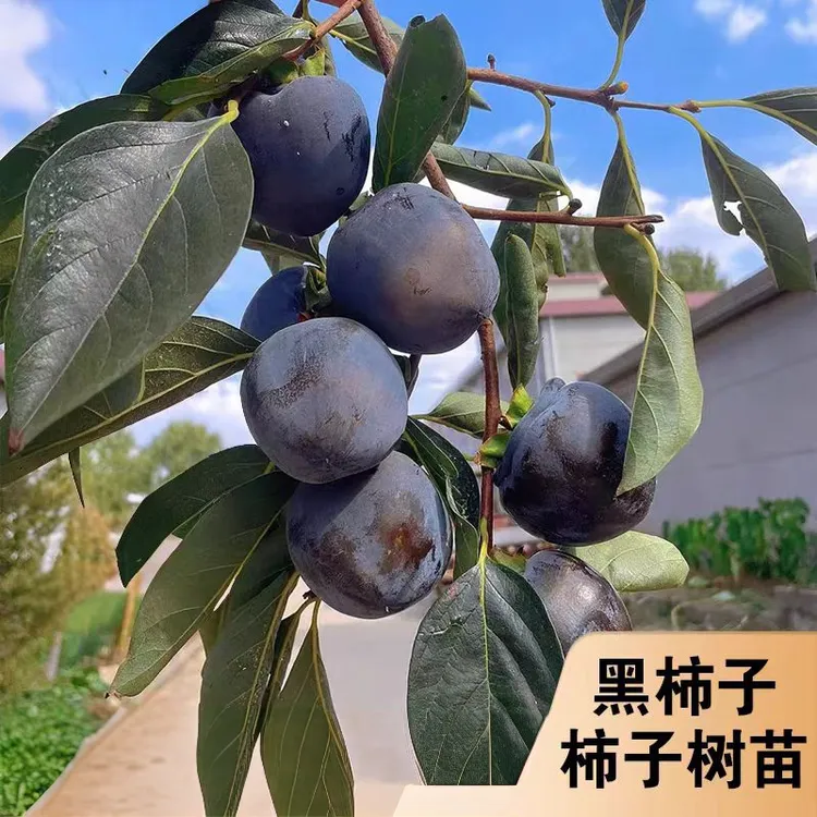 带果黑柿子树苗土球南北方种植果树苗庭院阳台种植耐寒耐高温