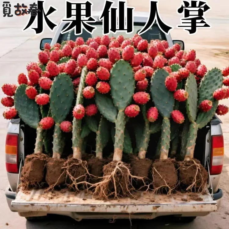 红果宝塔仙人掌绿植可开花结果果实叶片易养耐旱