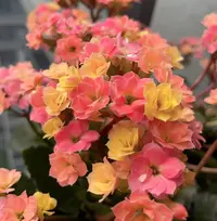 【李先生】（变色龙）重瓣长寿花室内绿植大花盆栽四季开花植物