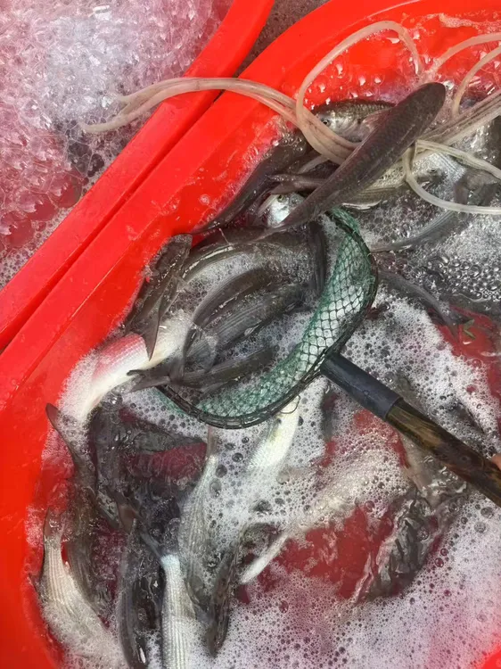 中山河小胖头，好吃无倒刺
