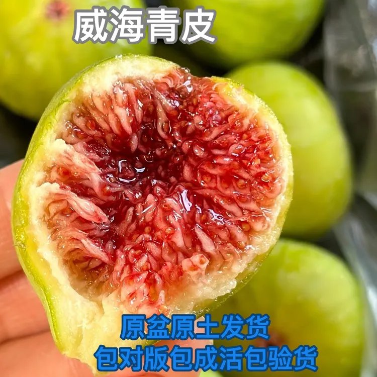 正版【原盆原土发货】青皮无花果树耐寒丰产南北方可种植包对版好养