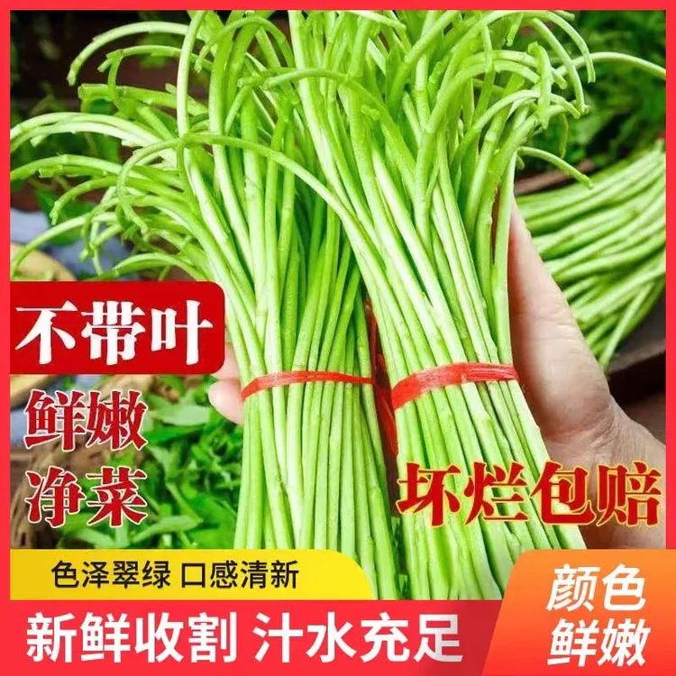 当季新鲜芦蒿现摘现发藜蒿芦蒿农家鲜嫩茼蒿篱蒿黎蒿