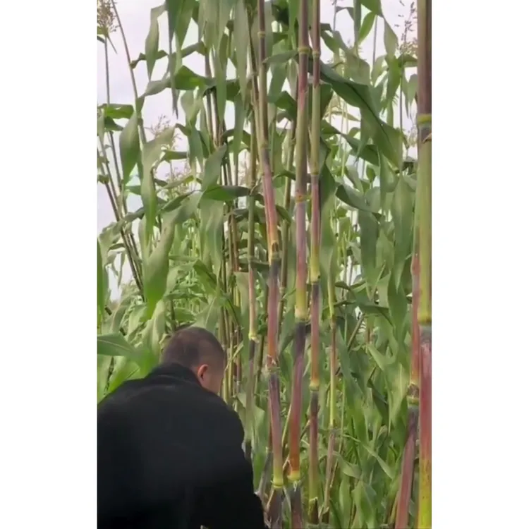 【黑甜杆种子】新鲜甜杆种子甜杆种子