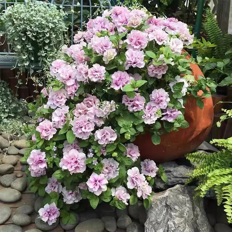 重瓣矮牵牛花苗盆栽带花苞花期长易爆盆阳台庭院楼顶爬藤垂吊植物