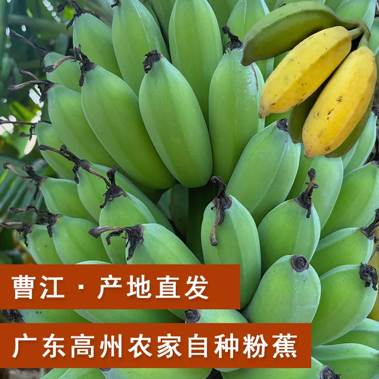 广东高州曹江农家自种粉蕉新鲜采摘小米蕉无催熟水果产地直发包邮