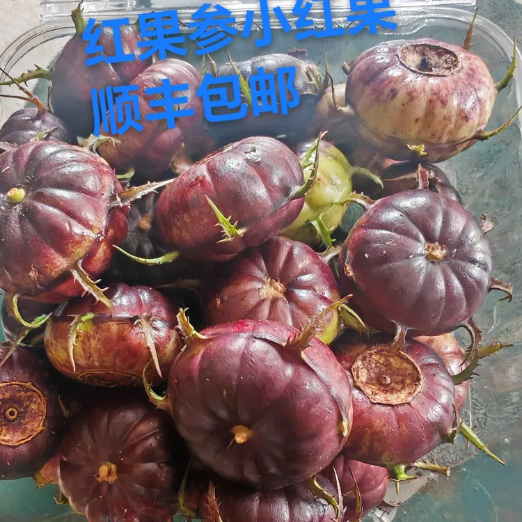 云南红果参小红果花果新鲜现摘高山蜘蛛果当季水果蜘蛛果算盘果