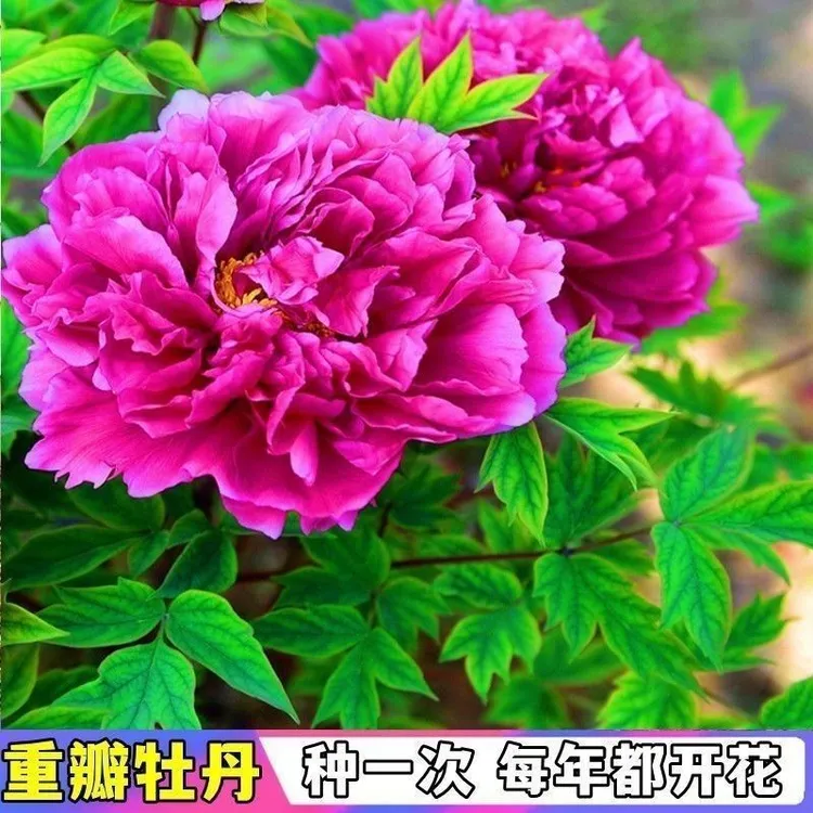 牡丹花种子洛阳牡丹花种籽四季庭院室内外庭院种植牡丹花种子