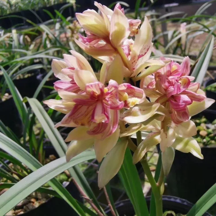 建兰富山奇蝶三大奇花之首浓香型花期长好养活盆栽花卉