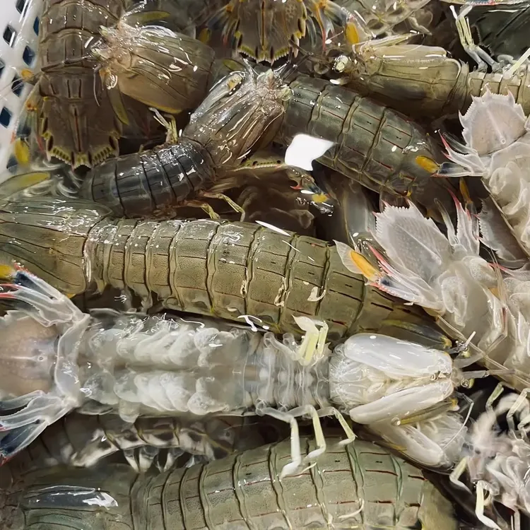 渤海湾野皮虾保鲜不保活顺丰发货(偏远地区勿拍)