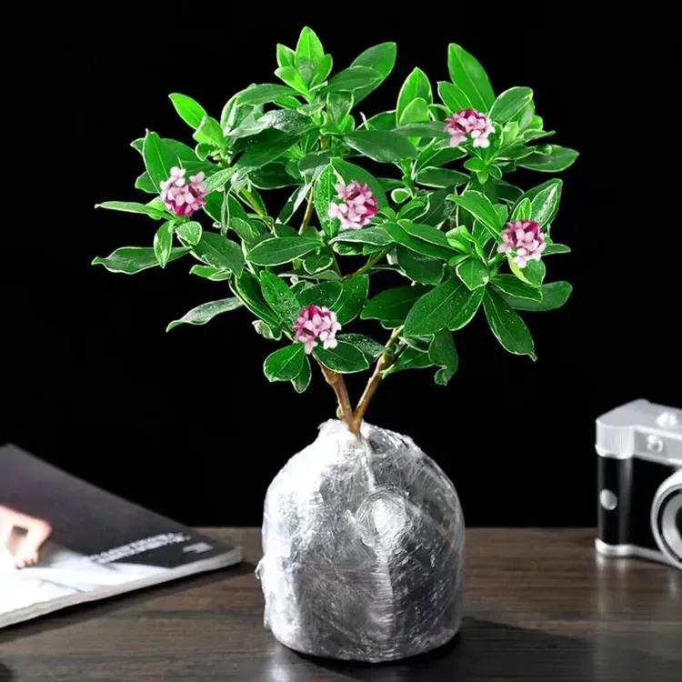 金边瑞香浓香型植物可开花盆栽绿植花卉室内客厅阳台耐寒好养