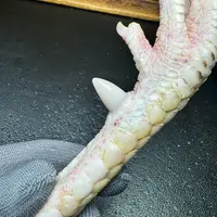 文玩鸡爪骨手把件（单只 处理好十天左右发货）