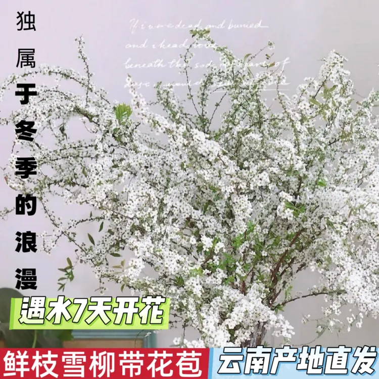 雪柳鲜枝水培植物室内耐寒开花枯木绿植花卉盆栽家居装饰