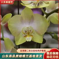 十月里蝴蝶兰【哈密瓜 双梗发货3.5寸杯】带花带花苞发 