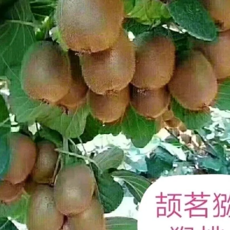 【颉茗果园】陕西眉县正宗徐香猕猴桃新鲜绿心奇异果当季应季水果