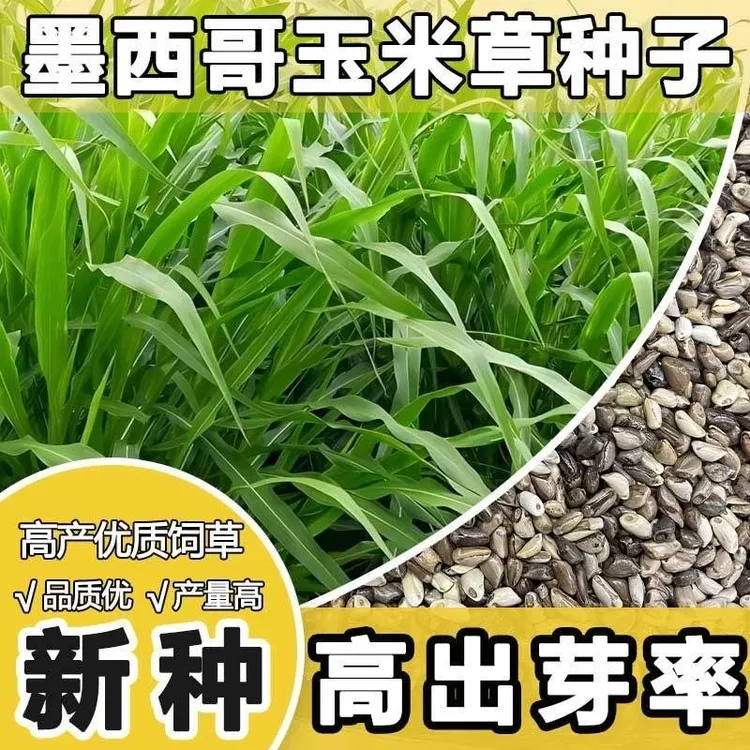 正品进口墨西哥玉米草懒人四季喂猪牛羊鸡鸭鹅专用新鲜可食用牧草