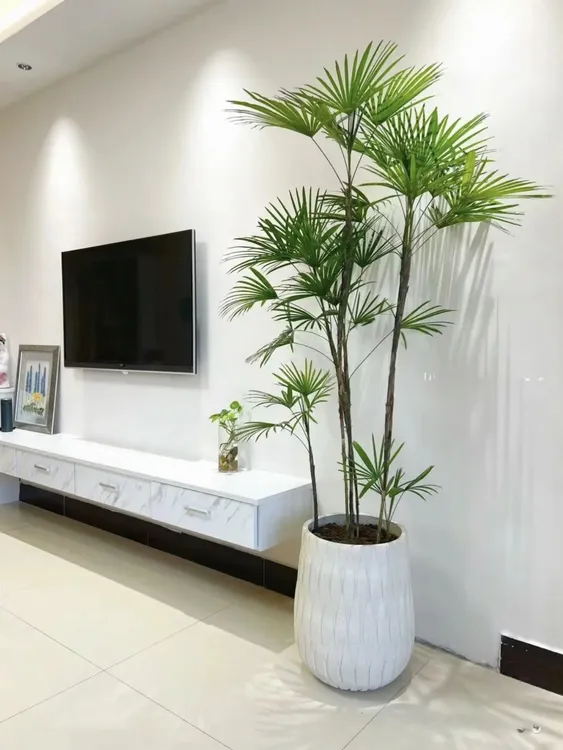 大型室内细叶金山棕竹老桩软装绿植造景新宠正宗土培室内室外客厅