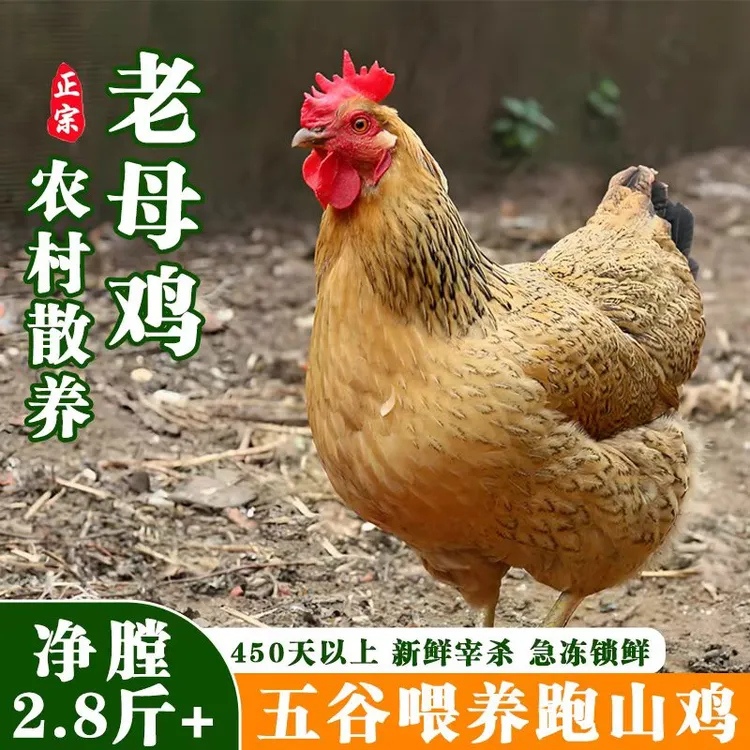 生态农家散养老母鸡新鲜大别山五谷喂养跑山鸡