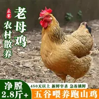 生态农家散养老母鸡新鲜大别山五谷喂养跑山鸡