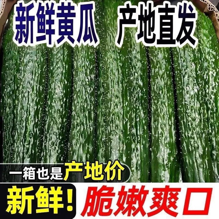 新鲜带刺绿心黄瓜现摘应季可生吃的爽口蔬菜5斤装