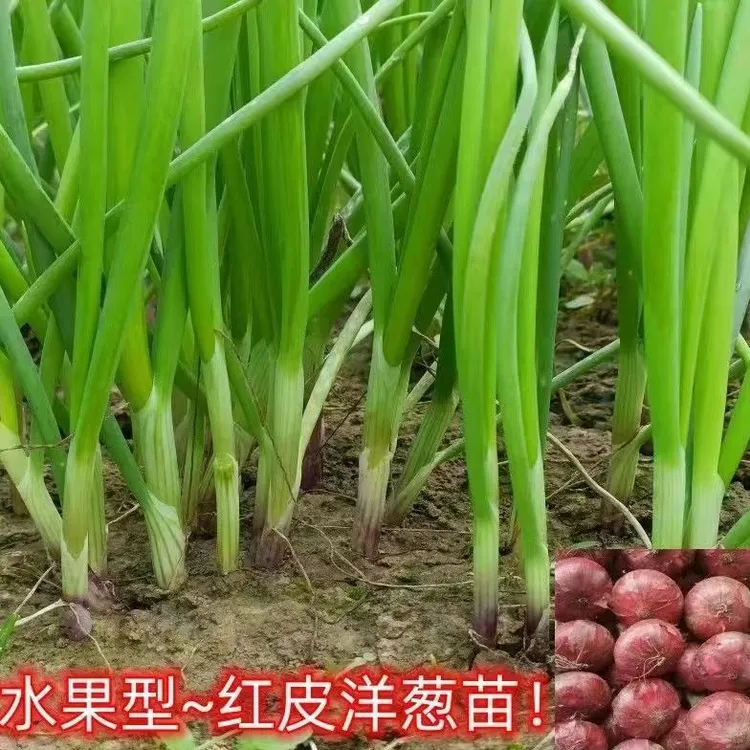 山东寿光春季种植水果洋葱苗紫皮带根二红扁圆耐寒高产抗病苗子