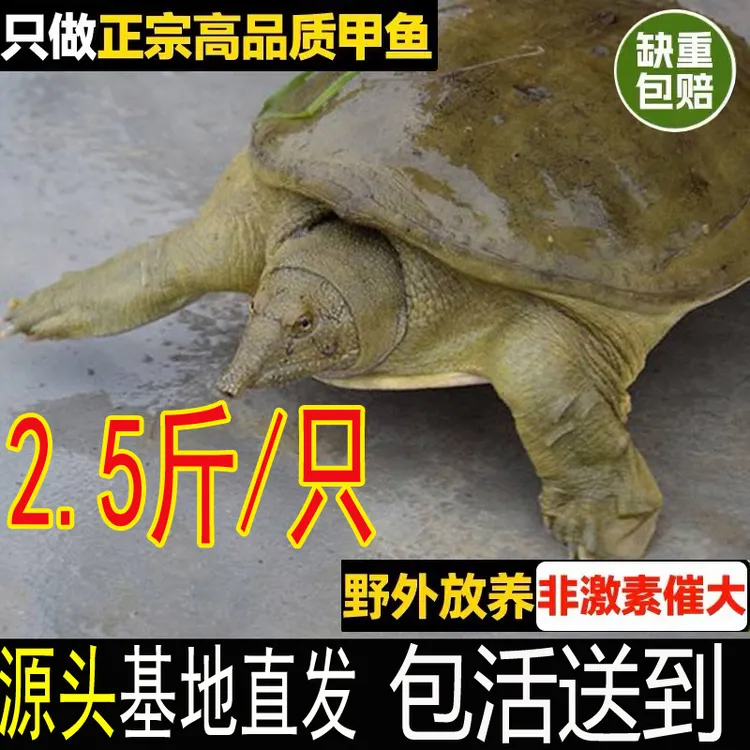 2.5斤1只 外塘生态新鲜活甲鱼大甲鱼王八食用鲜活水产 足斤 包活