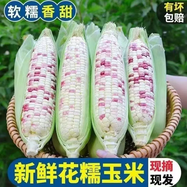 【宝马2018】新鲜花甜糯玉米现摘现发安徽农家自种软糯香甜带皮发货