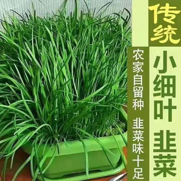 【20天可吃】新韭菜根香韭菜根小叶韭菜根大叶韭菜根四季可栽好养活