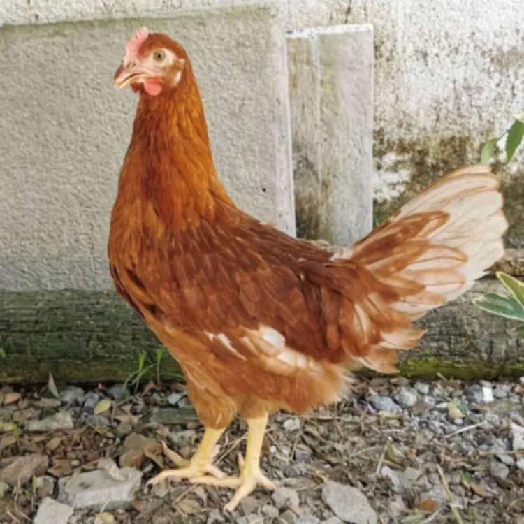 散养高产蛋海兰褐青年鸡 整鸡肉质鲜美均重一斤半左右