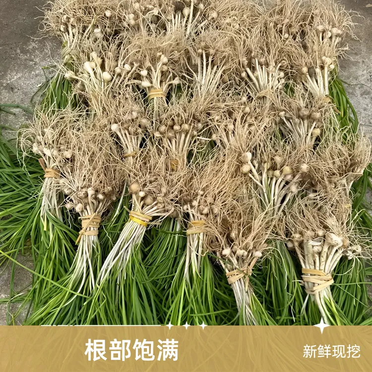 四川新鲜现挖野葱小根蒜野生野菜现挖现发带泥发货包邮