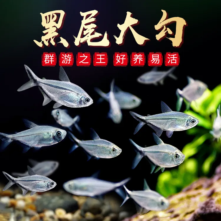 [直播优惠]精品黑尾大勾草缸群游鱼淡水天使热带黑尾大勾鱼观赏鱼