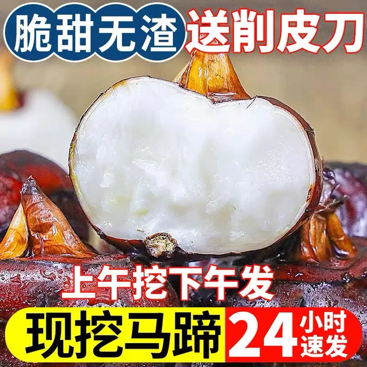 正宗韶关乐昌北乡特大红皮马蹄 即食荸荠地栗乌芋 新鲜水果礼盒装