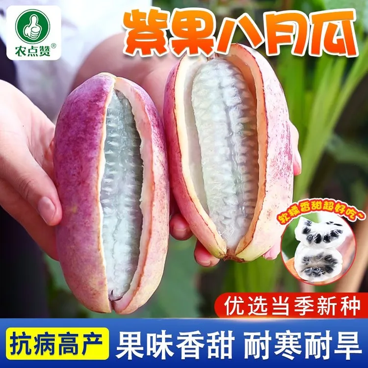 今年新种野生八月瓜种子爬藤食用水果无籽八月炸水果种植八月瓜种