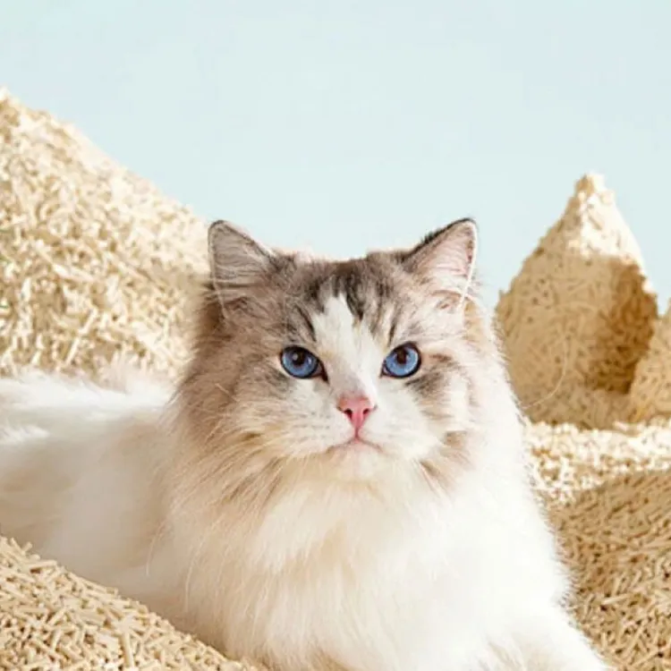 小苏打颗粒猫砂除臭颗粒祛味除湿猫咪用品猫砂伴侣专用净味剂神器