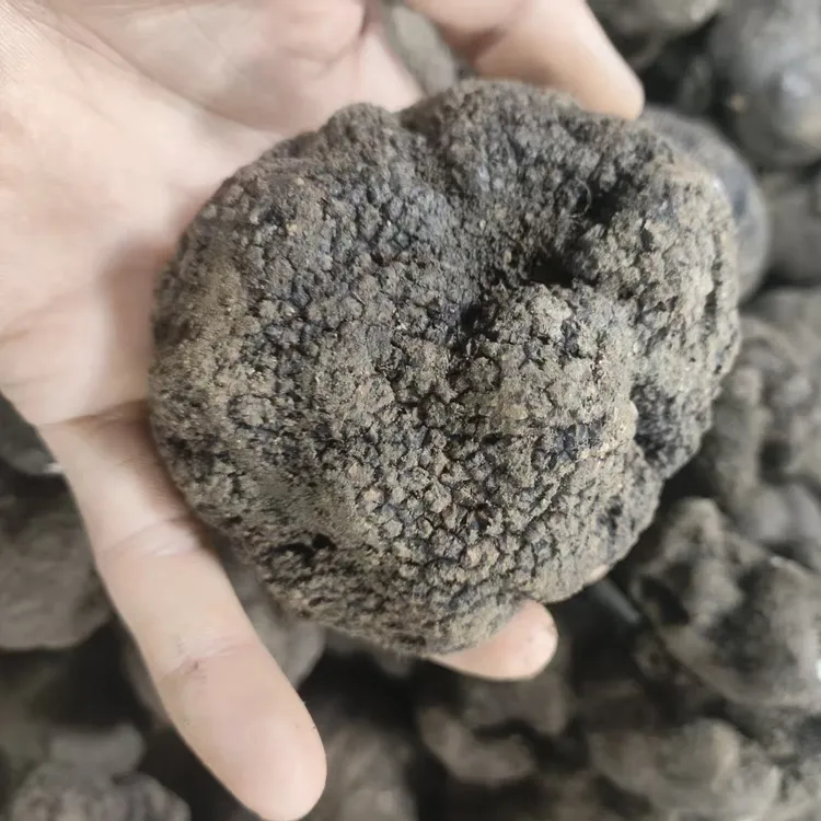 云南香格里拉新鲜野生中华夏块菌黑松露 新鲜发货 顺丰包邮 