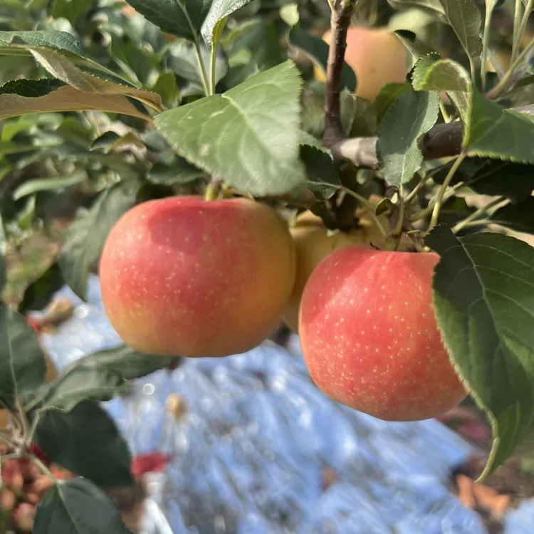 当季新鲜嘎啦小苹果脆面两吃脆甜多汁