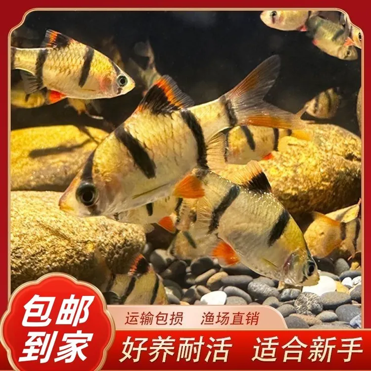 新手好养虎皮鱼荧光虎皮绿虎皮热带鱼观赏鱼小型条纹鱼宠物鱼耐活