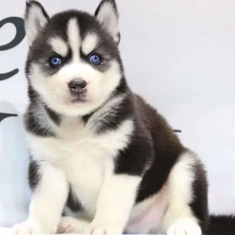 哈士奇幼犬活体可爱二哈型犬推荐品种宠物狗