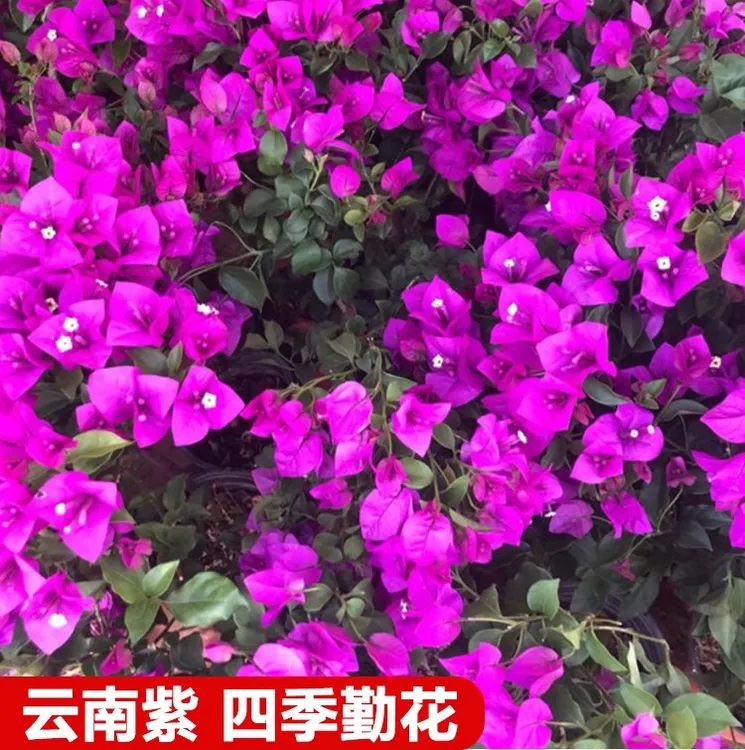 云南紫三角梅原盆原土发货带花【运输有掉花掉叶 介意慎拍】