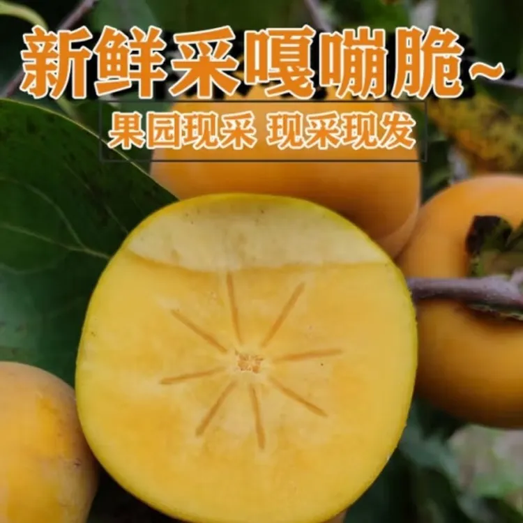 正宗云南巧克力糖心脆柿新鲜采摘应季水果硬柿子无籽火晶柿子