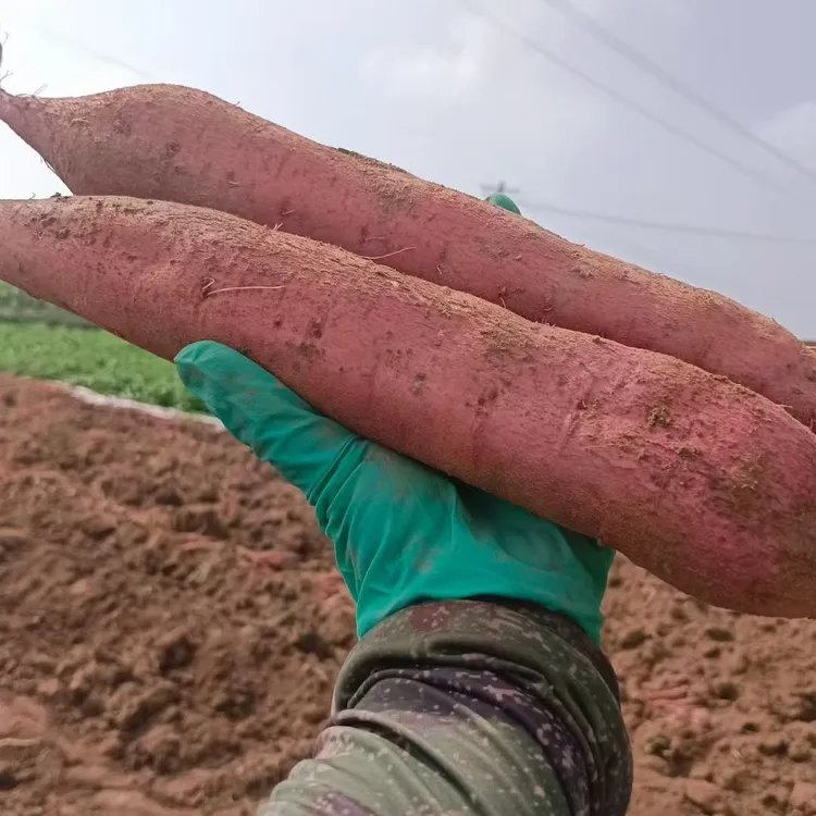 虢王新鲜现挖板栗红薯甘面甜