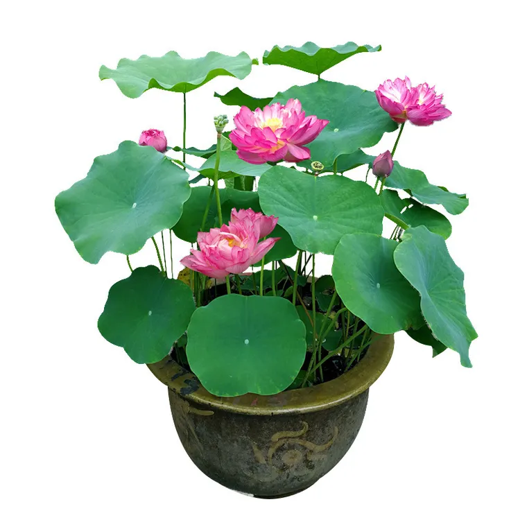 大型懒人观赏荷花种苗水培绿色叶片红色重瓣荷花莲藕苗圃盆栽植物